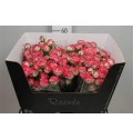 ΤΡΙΑΝΤΑΦΥΛΛΑ ΜΠΟΥΤΟΝ ΦΟΥΞ 60εκ ROSEN TR  HALEY 60cm